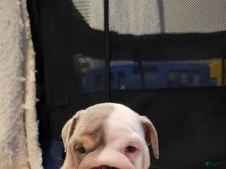 English Bulldog dogs for sale: English Bulldog 3 - Ad 4