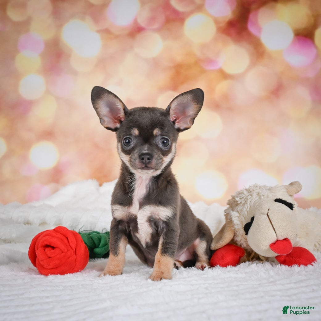 Chihuahua dogs Maggie - Ad 1
