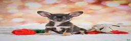 Chihuahua dogs for sale: Maggie - Ad 1