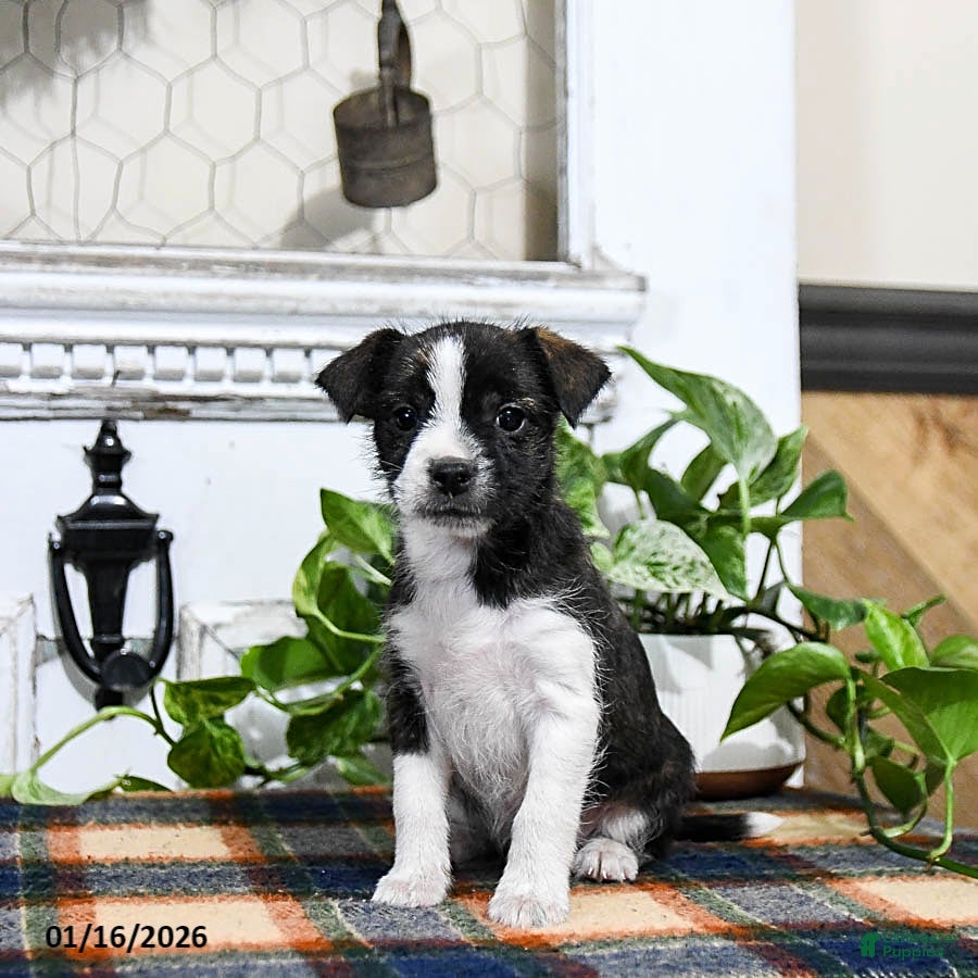 Mixed Breed dogs Hunter - Ad 2