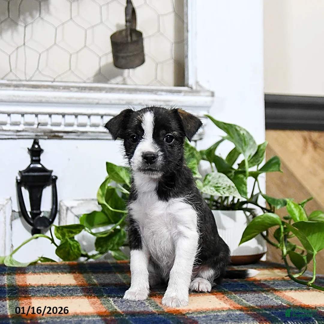 Mixed Breed dogs for sale: Hunter - Ad 1