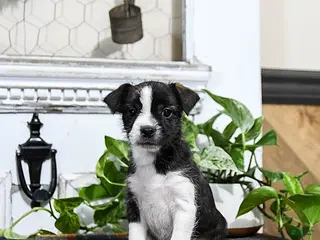 Mixed Breed dogs for sale: Hunter - Ad 2