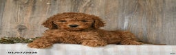 Goldendoodle dogs for sale: Emma - Ad 2