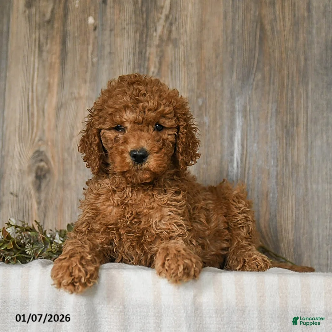 Goldendoodle dogs for sale: Emma - Ad 2