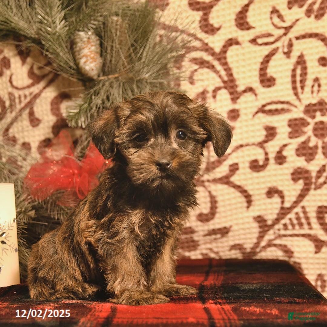 Shorkie dogs for sale: Angle     - Ad 4