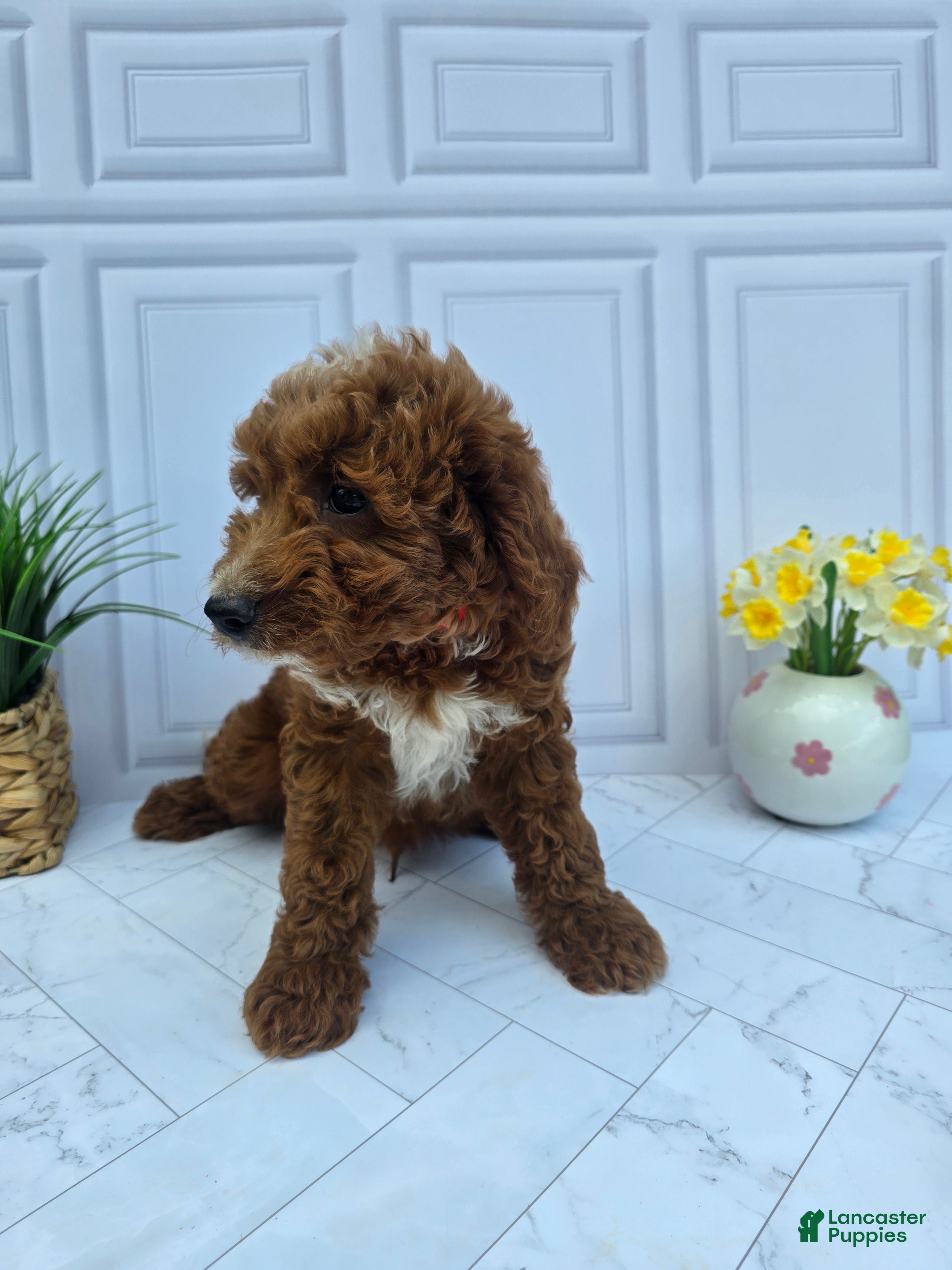 Mini Goldendoodle dogs Mini Goldendoodle 3 - Ad 2