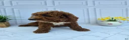 Mini Goldendoodle dogs for sale: Mini Goldendoodle 3 - Ad 2