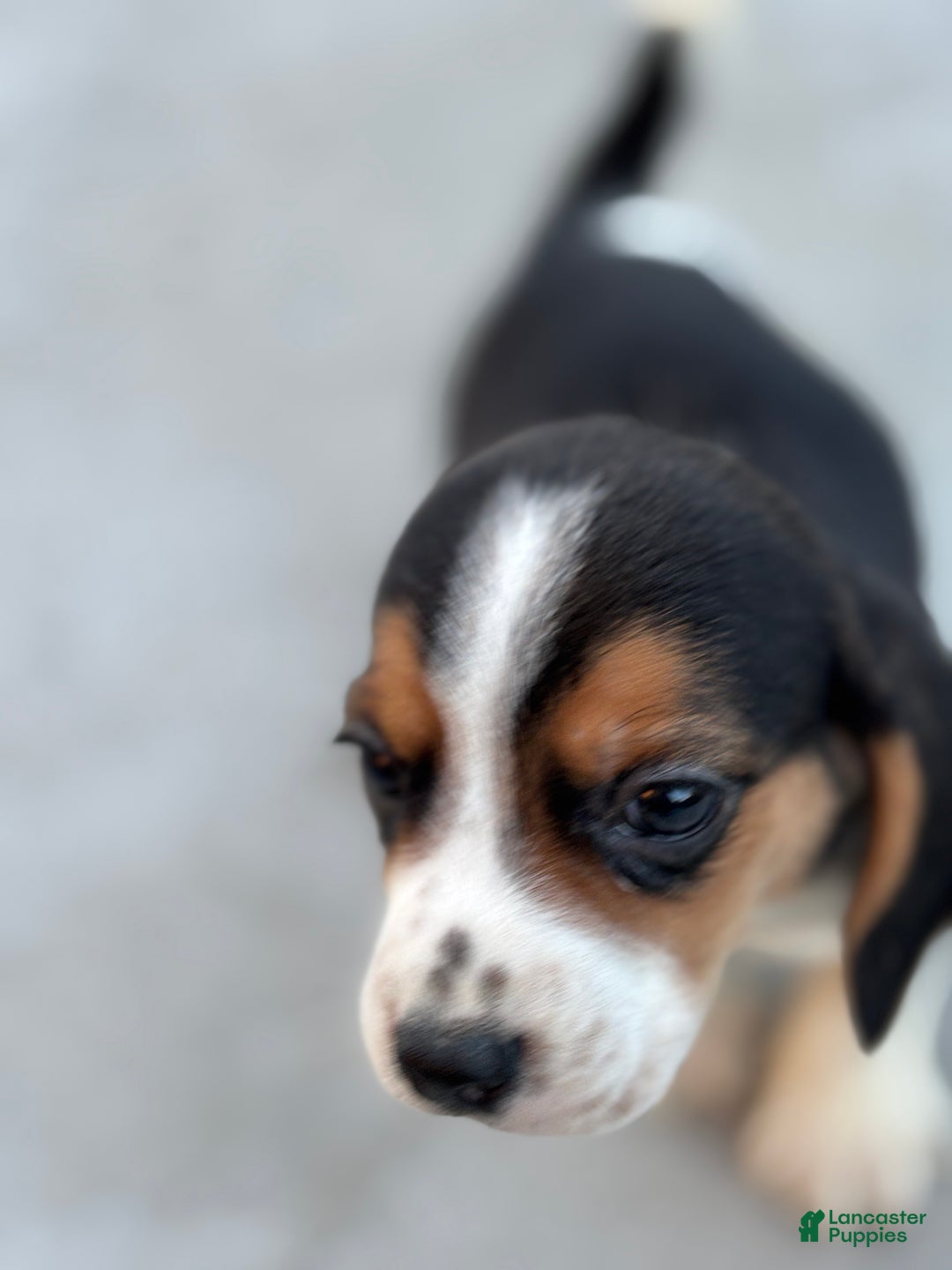 Beagle dogs for sale: Finn - Ad 8