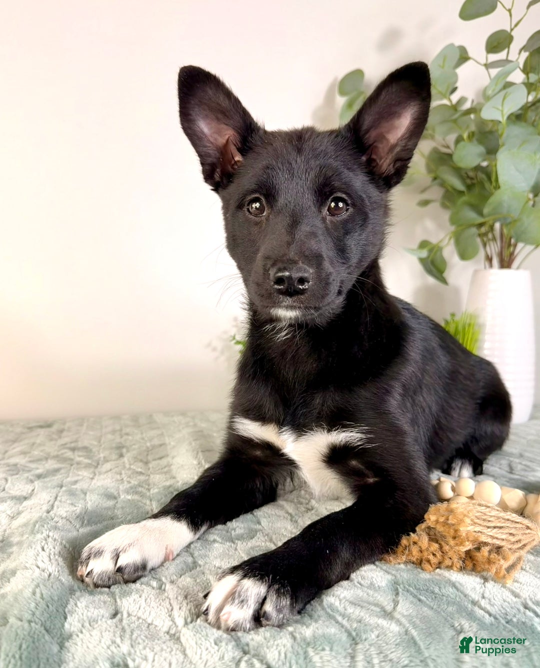 Mixed Breed dogs for sale: Gigi - Ad 1