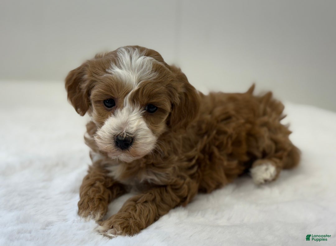 Mini Goldendoodle dogs for sale: Pixie - Ad 10