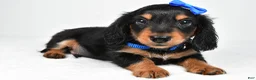 Miniature Dachshund dogs for sale: Mason - Ad 4