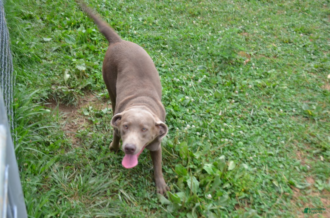 Labrador Retriever dogs for sale: Sally - Ad 3