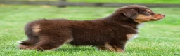 Australian Shepherd dogs for sale: Alice - Ad 8