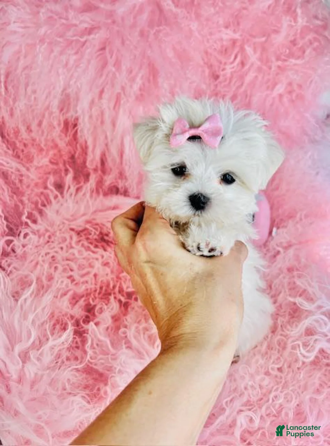Maltese dogs for sale: Maltese Puppy 1 - Ad 4