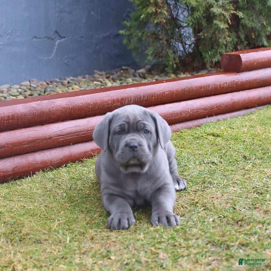 Cane Corso dogs Gnome - Ad 2