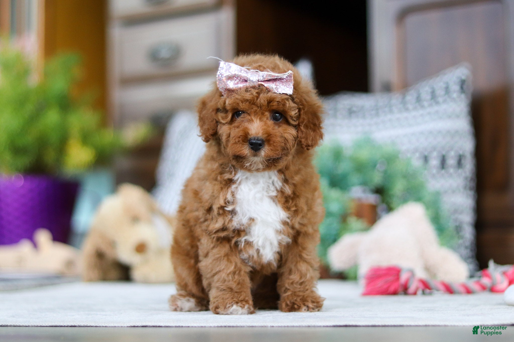 Miniature Poodle dogs Lisa - Ad 16