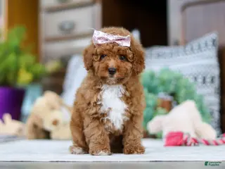 Miniature Poodle dogs Lisa - Ad 16