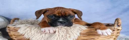 Boxer dogs for sale: Sarge  - Ad 14
