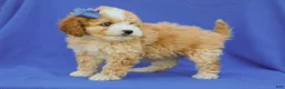 Cavapoo dogs for sale: Ivo F1B Cavapoo Pup - Ad 5