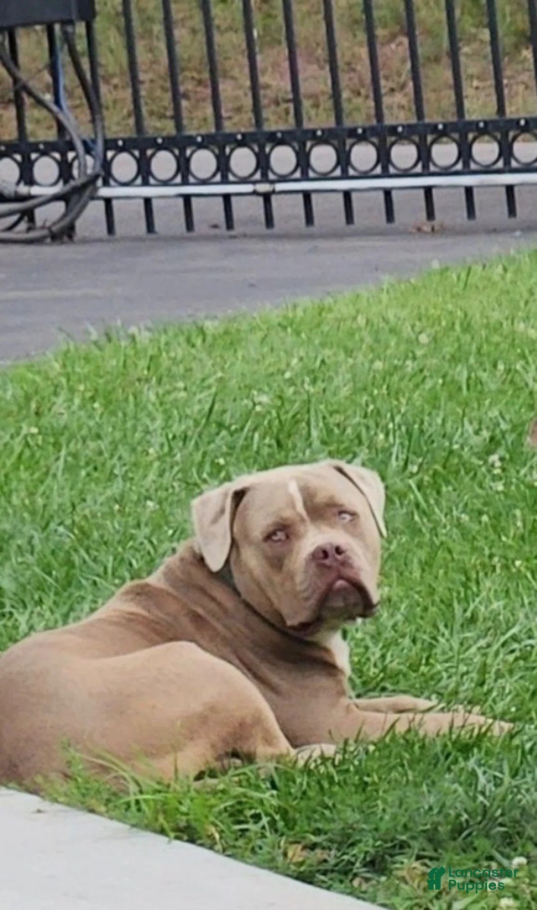 American Pit Bull Terrier dogs for sale: American Pit Bull Terrier 1 - Ad 5