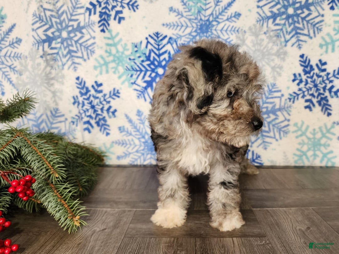 Mini Bernedoodle dogs for sale: Angel - Ad 3