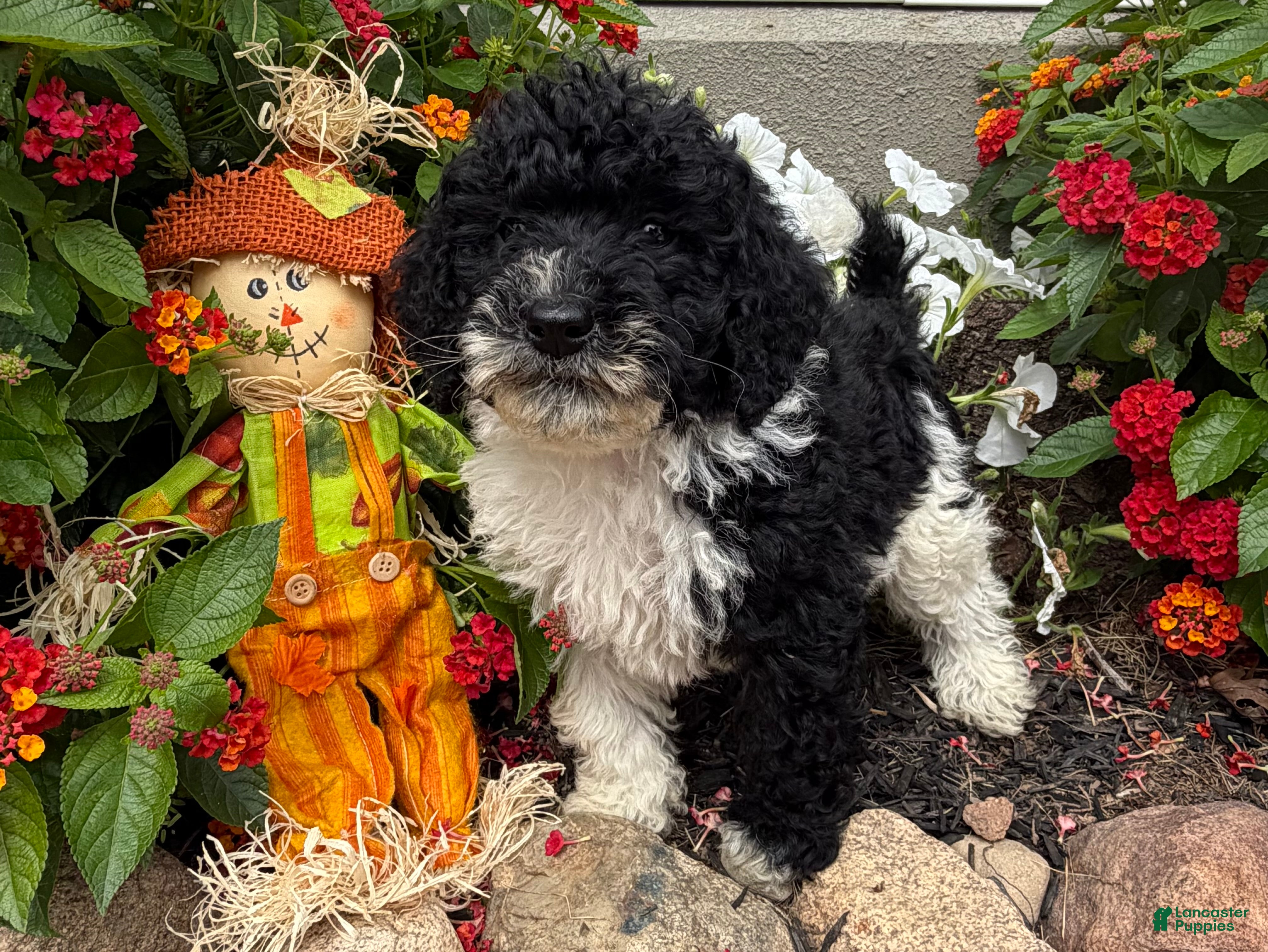 Miniature Poodle dogs Sam - Ad 2