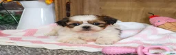 Shih Tzu dogs for sale: Jackie - Ad 2