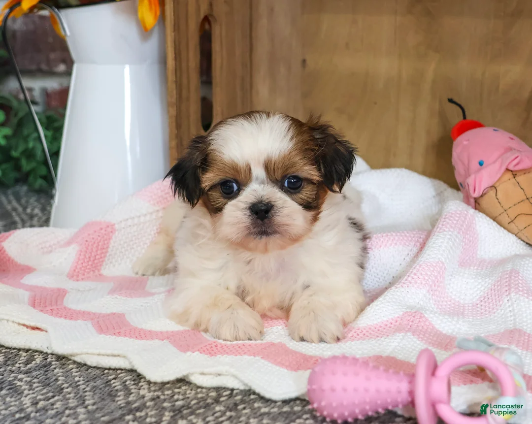 Shih Tzu dogs for sale: Jackie - Ad 2