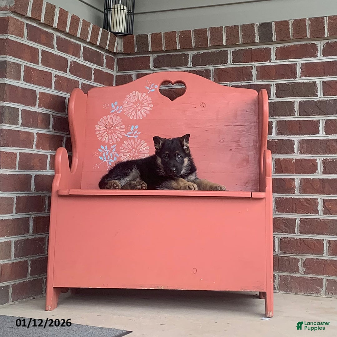German Shepherd dogs for sale: Buddy - Ad 2
