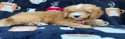 Cavapoo dogs for sale: Milo  - Ad 10
