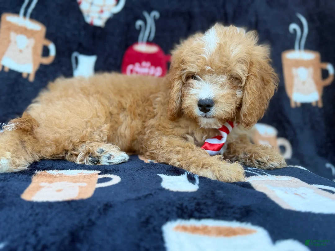 Cavapoo dogs for sale: Milo  - Ad 10