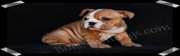 English Bulldog dogs for sale: Muffin - Ad 4