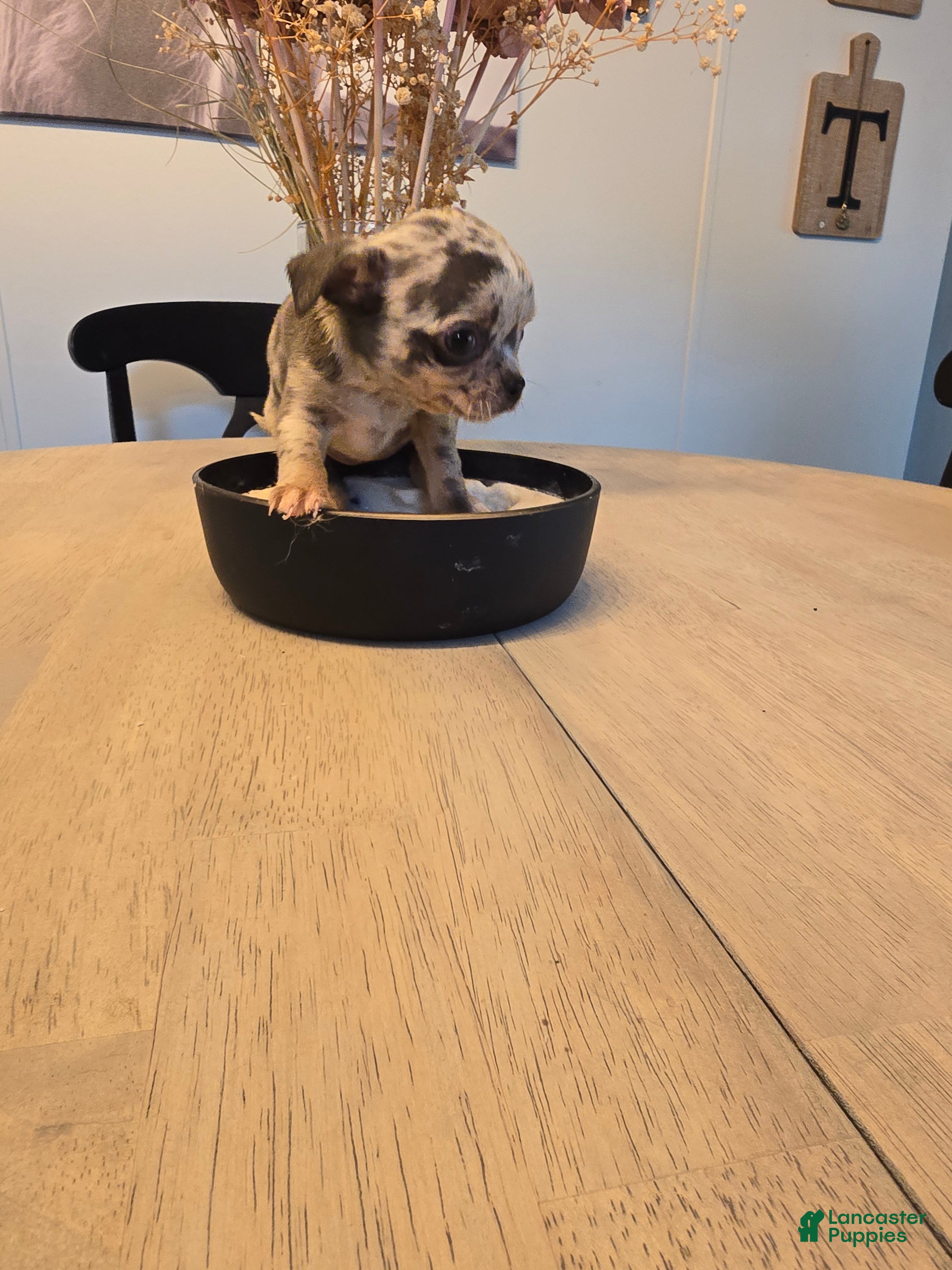 Chihuahua dogs abby - Ad 5