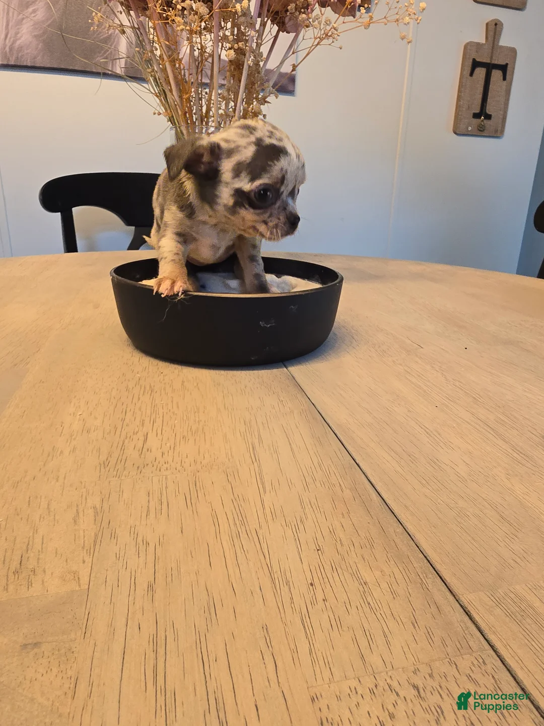Chihuahua dogs for sale: abby - Ad 1