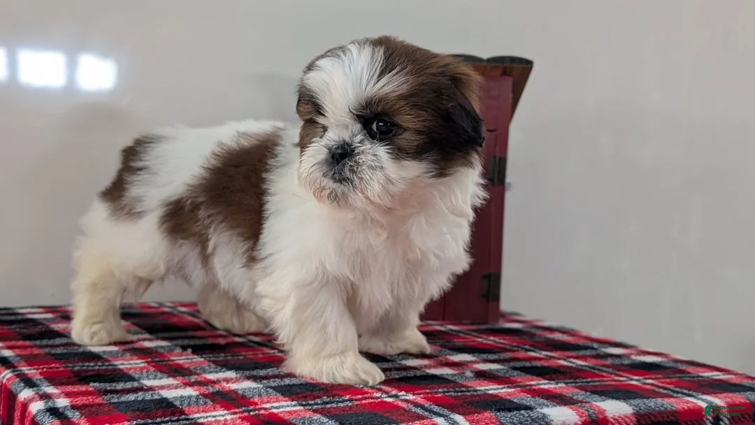 Shih Tzu dogs for sale: Charlie - Ad 8