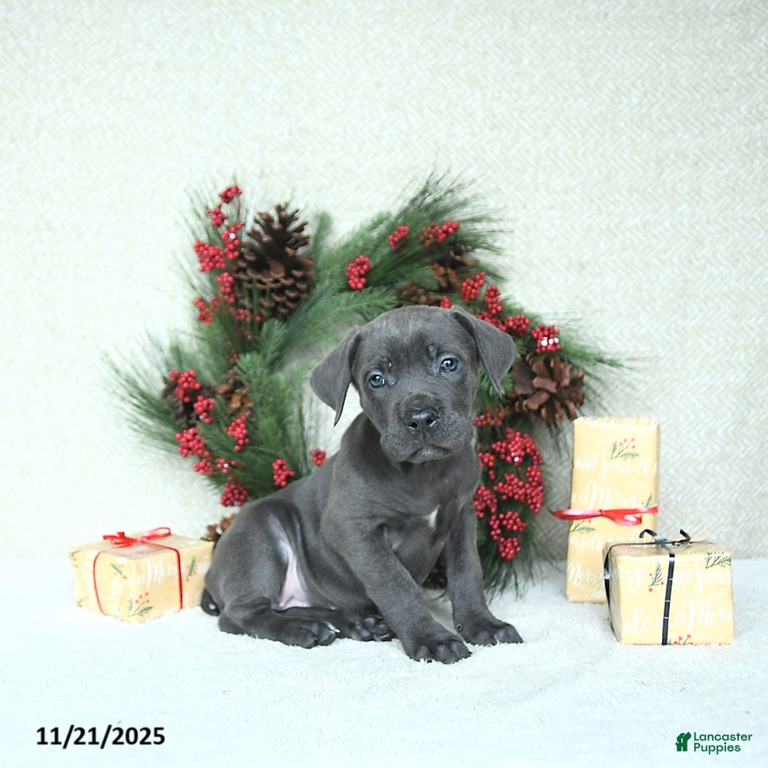 Cane Corso dogs for sale: Sage - Ad 9
