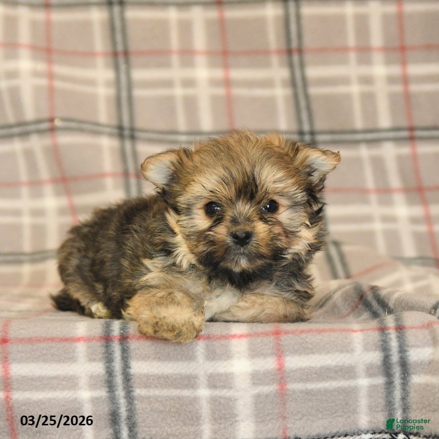 Morkie dogs Bella   - Ad 2