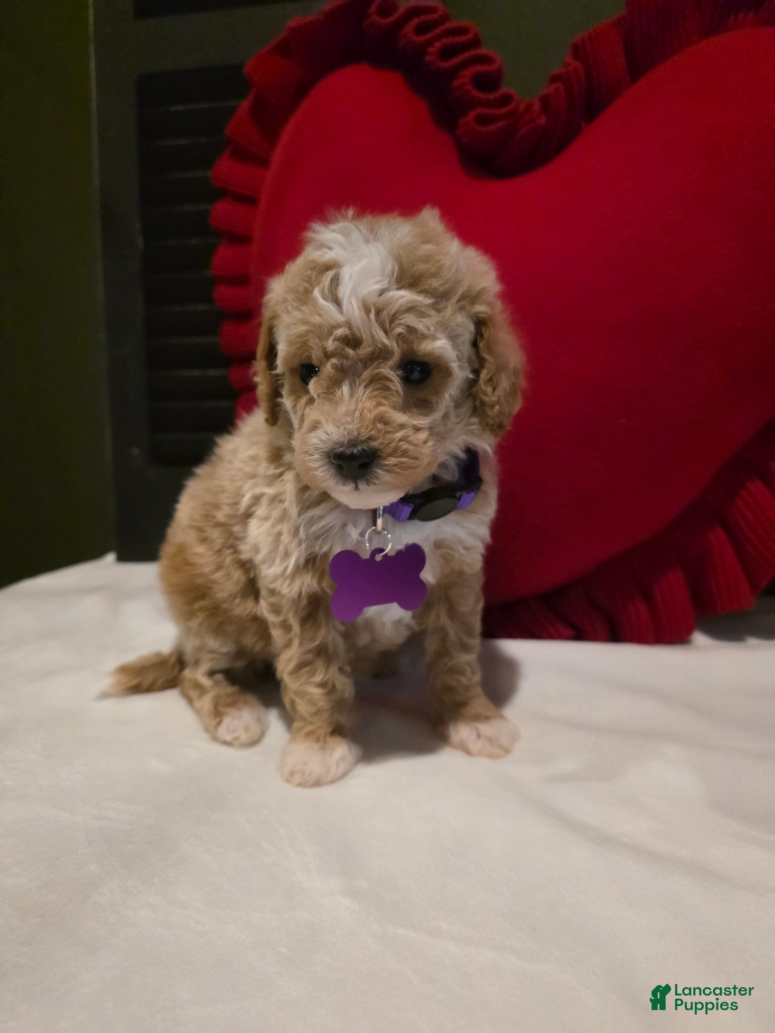 Mini Goldendoodle dogs Angel   - Ad 1