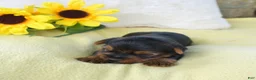 Yorkshire Terrier dogs for sale: Woody - Ad 3