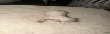 Cockapoo 3