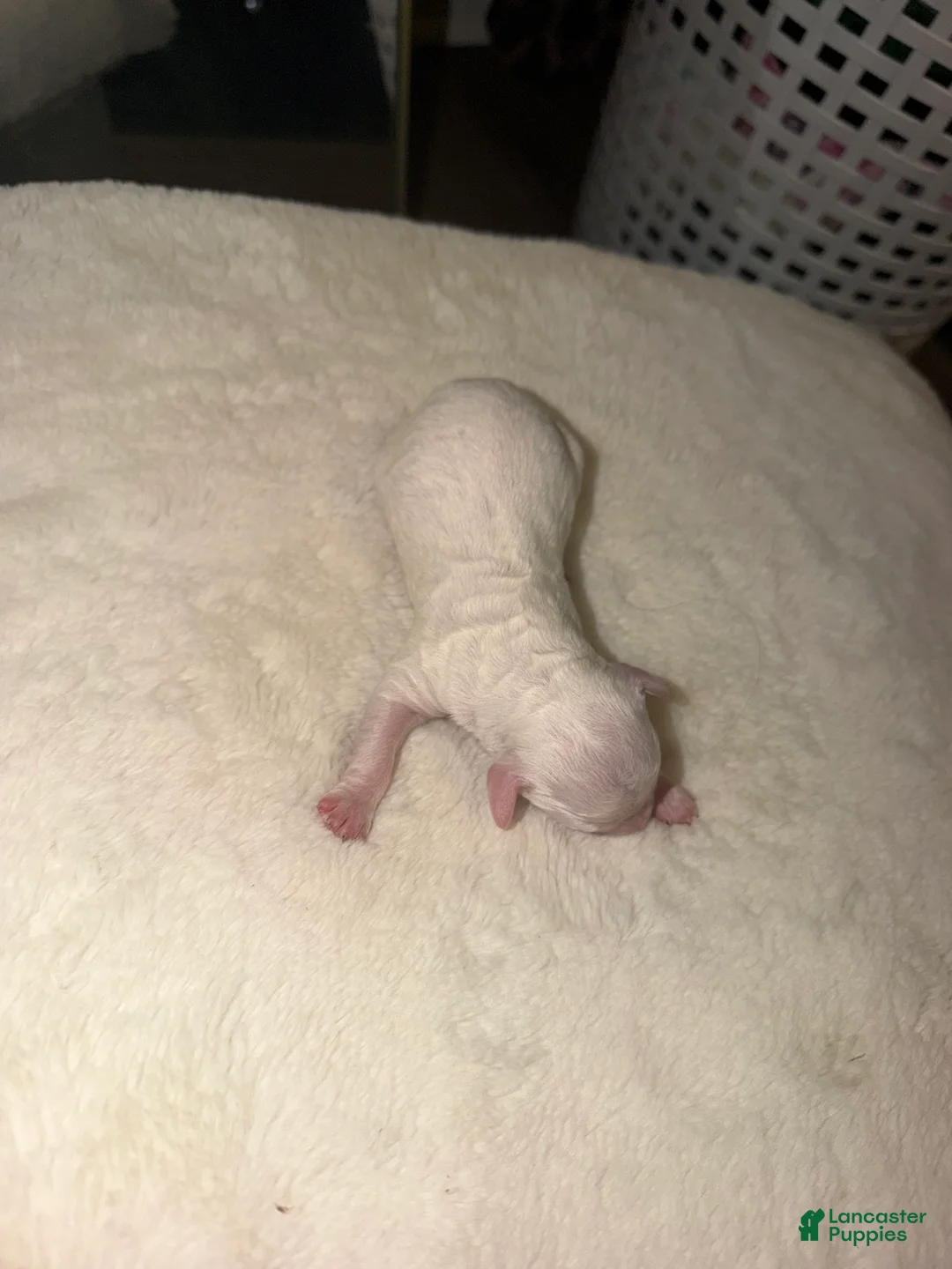 Cockapoo dogs for sale: Cockapoo 3 - Ad 1