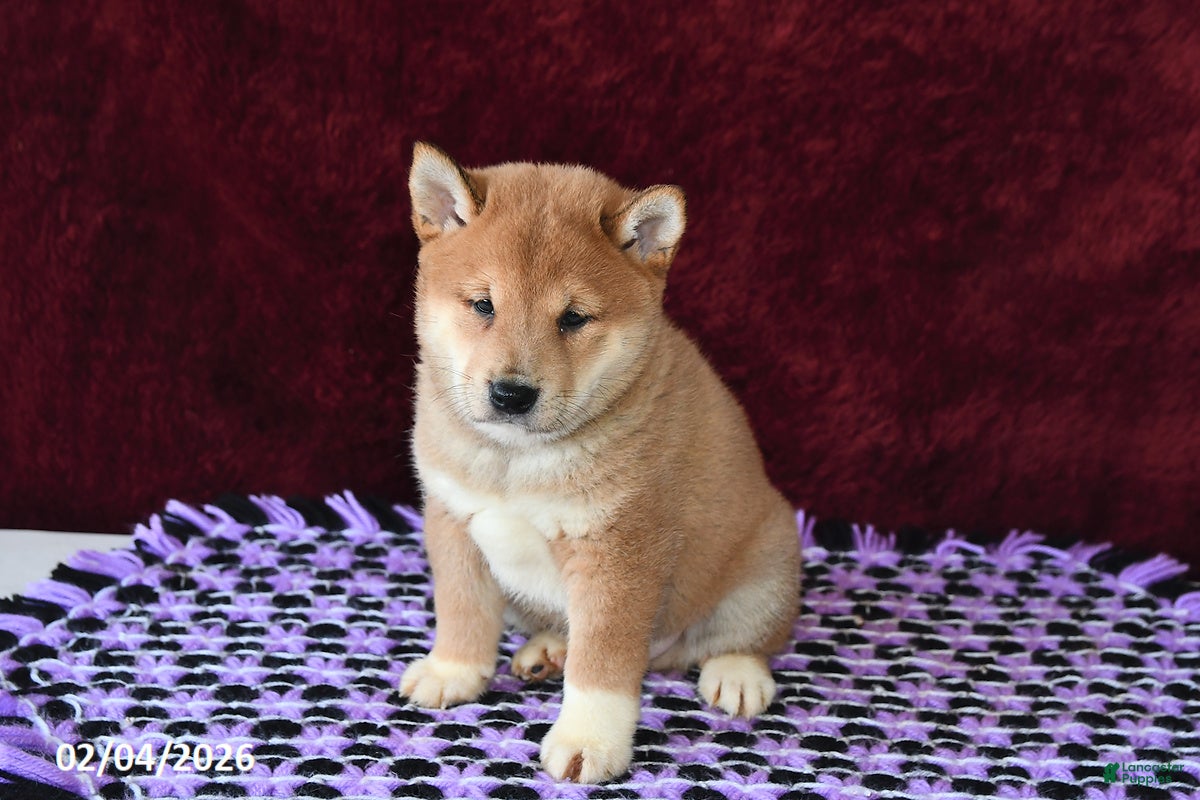 Shiba Inu dogs Landon - Ad 1