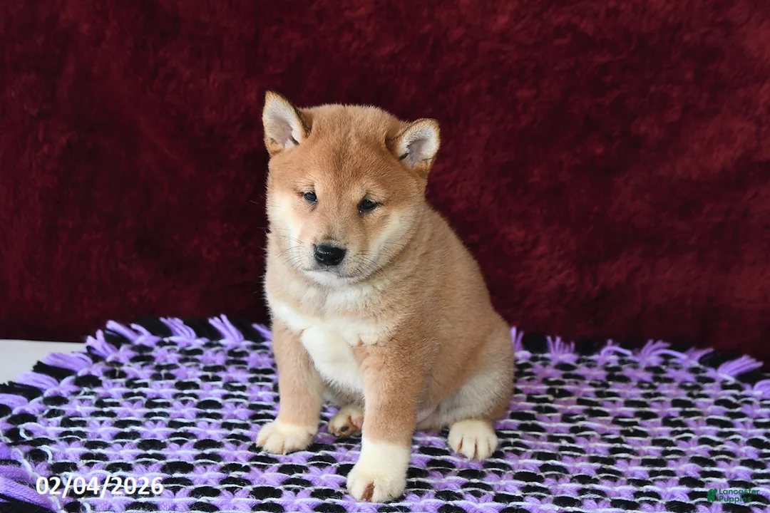 Shiba Inu dogs for sale: Landon - Ad 1