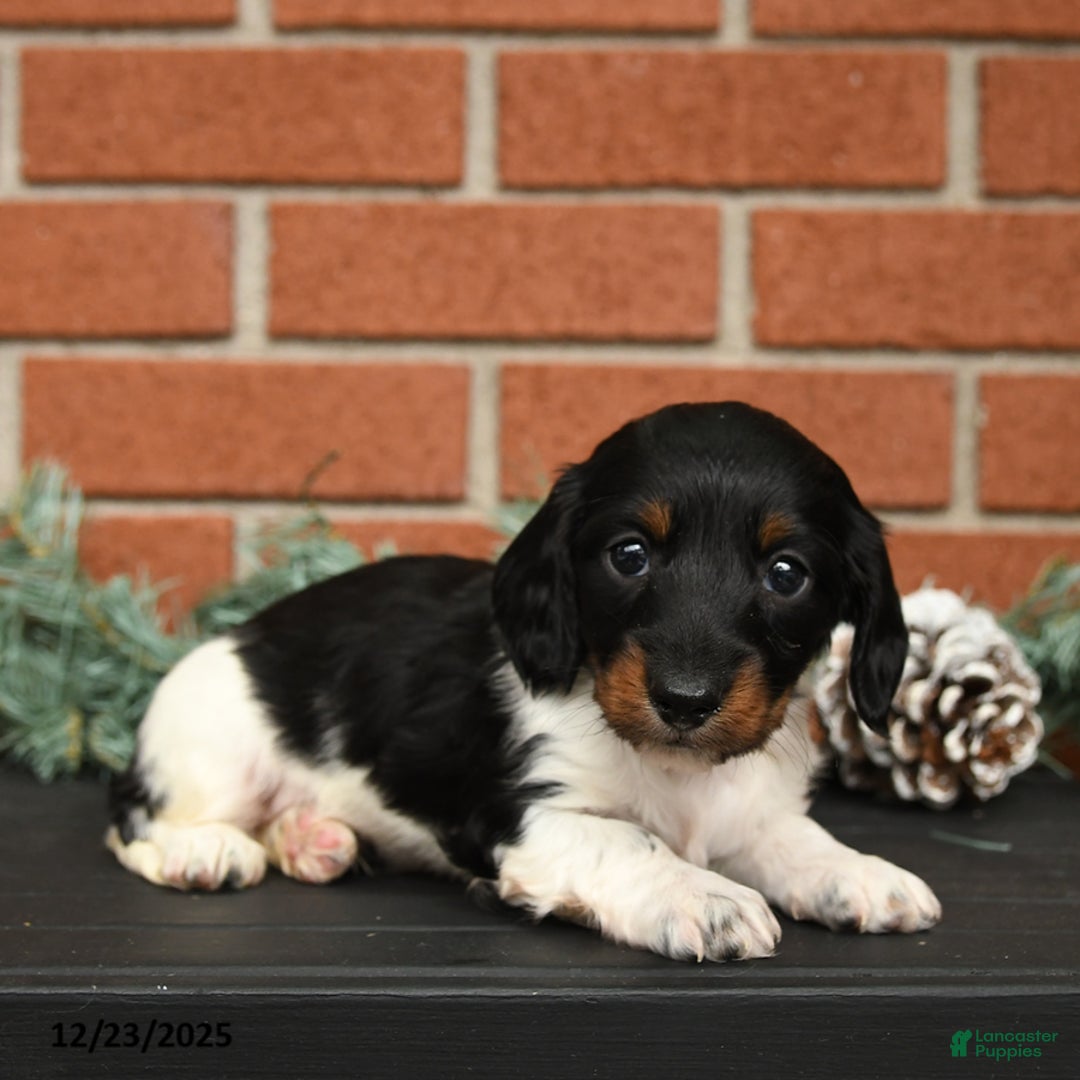 Miniature Dachshund dogs for sale: Oreo - Ad 3