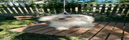 Maltese dogs for sale: Maltese 3 - Ad 6