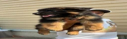 German Shepherd dogs for sale: German Shepherd 3 - Ad 2