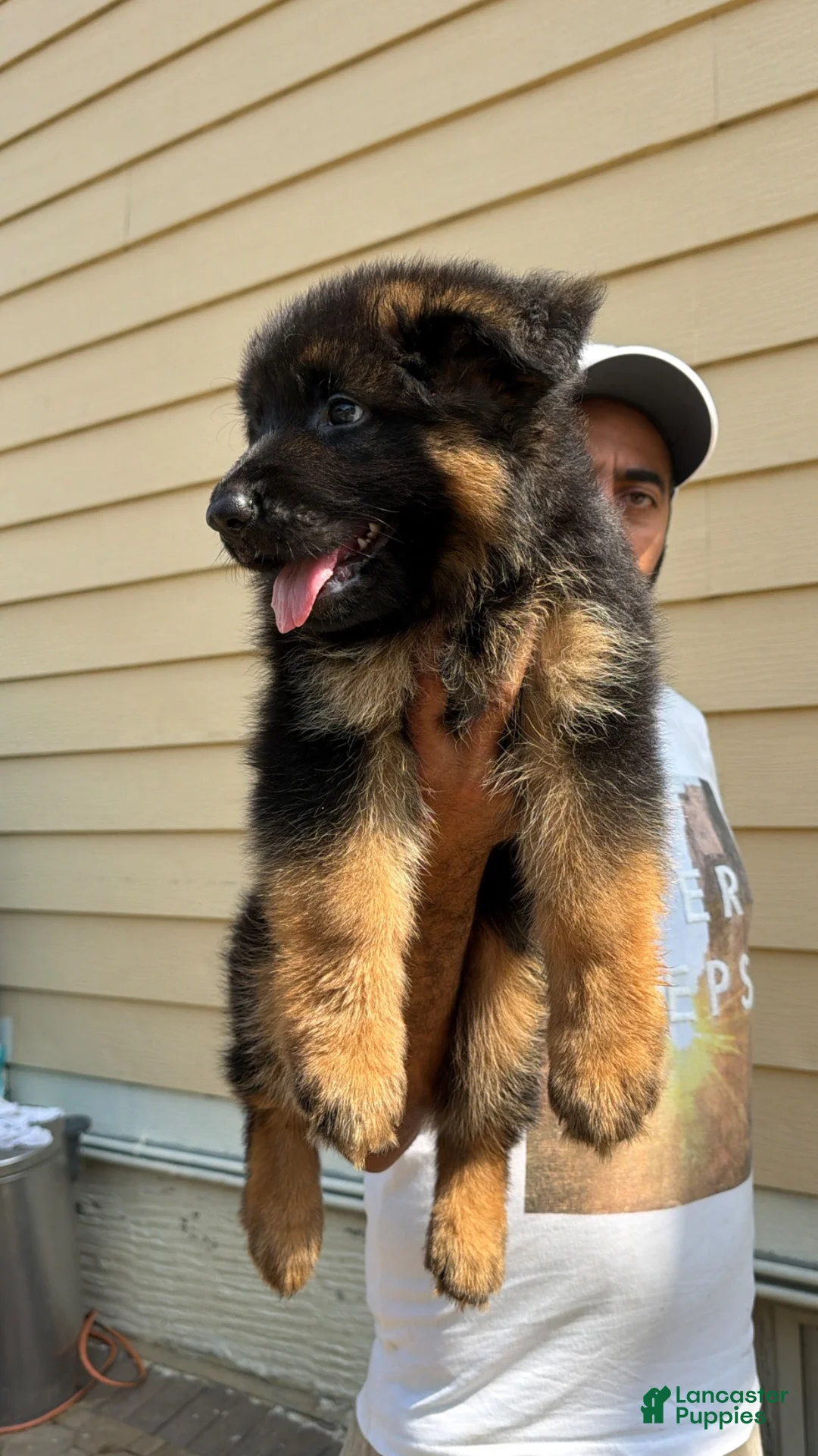 German Shepherd dogs for sale: German Shepherd 3 - Ad 2