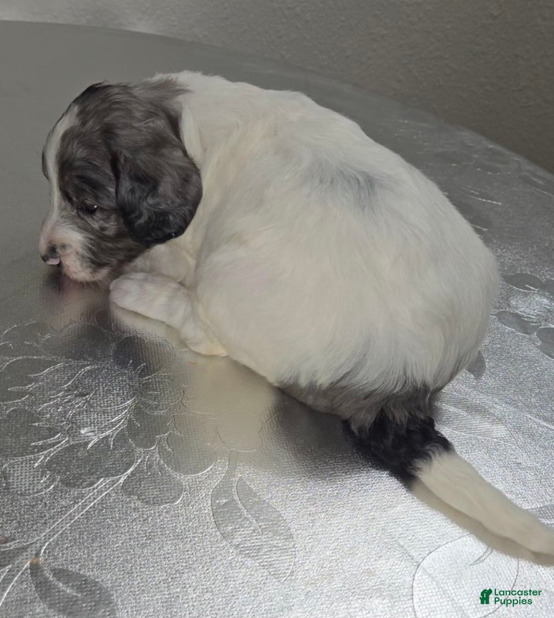 Mini Goldendoodle dogs for sale: Blaze - Ad 4