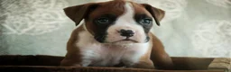 Boxer dogs for sale: Fred - Ad 1