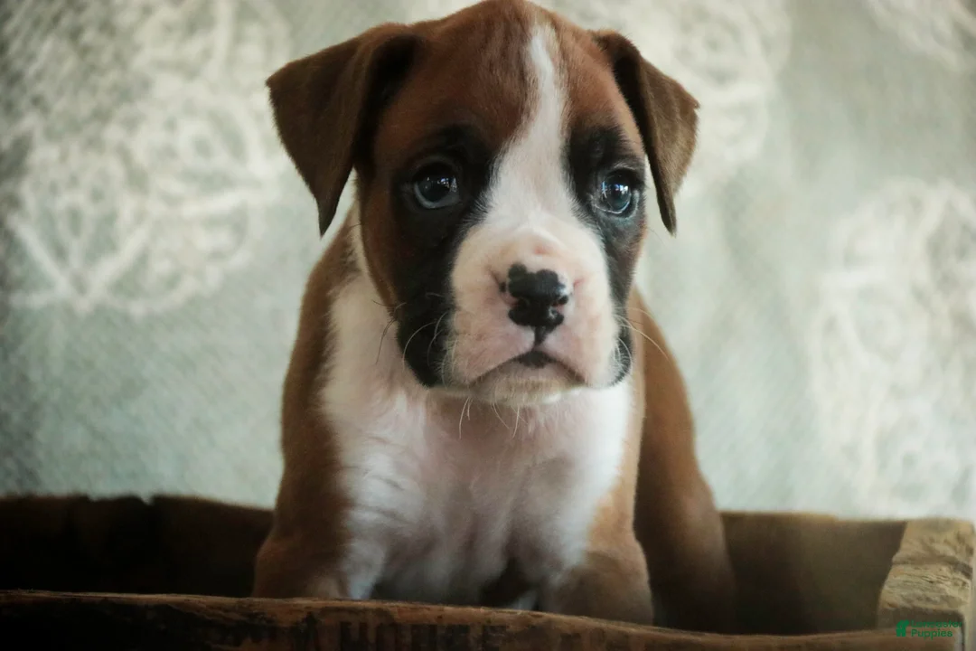 Boxer dogs for sale: Fred - Ad 1